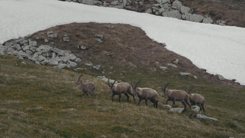 Mountain goats walk up a hill