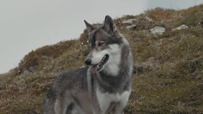 A husky dog is standing near a hill