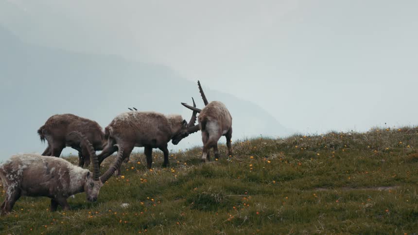 Wild goats graze and occasionally come close to locking horns