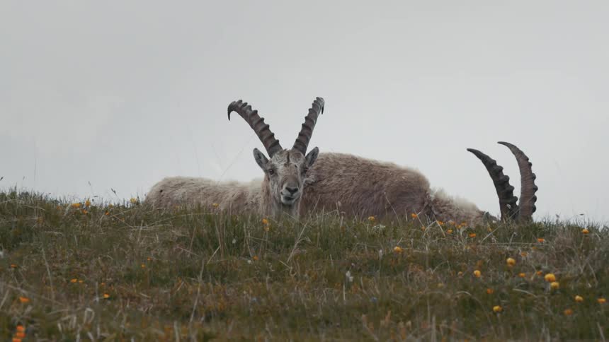 A pair of ibex graze on a hill on a cloudy day