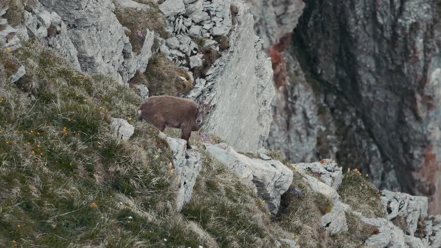 A goat cleans itself while grazing on rocks along a hill