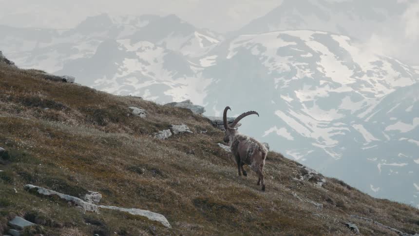 A mountain goat walks up a hill