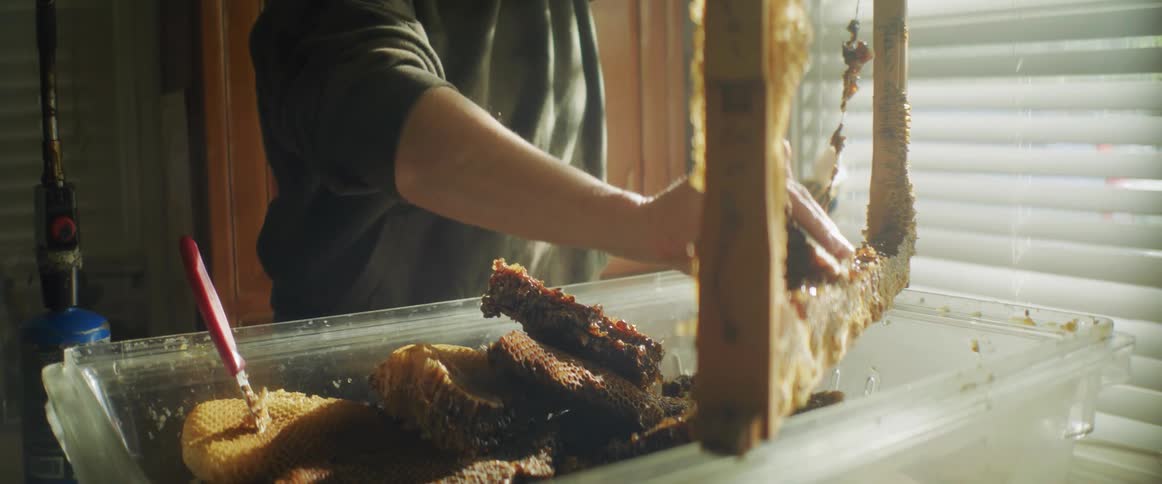 Woman breaks the honeycombs from a hive wooden frame over to collect honey