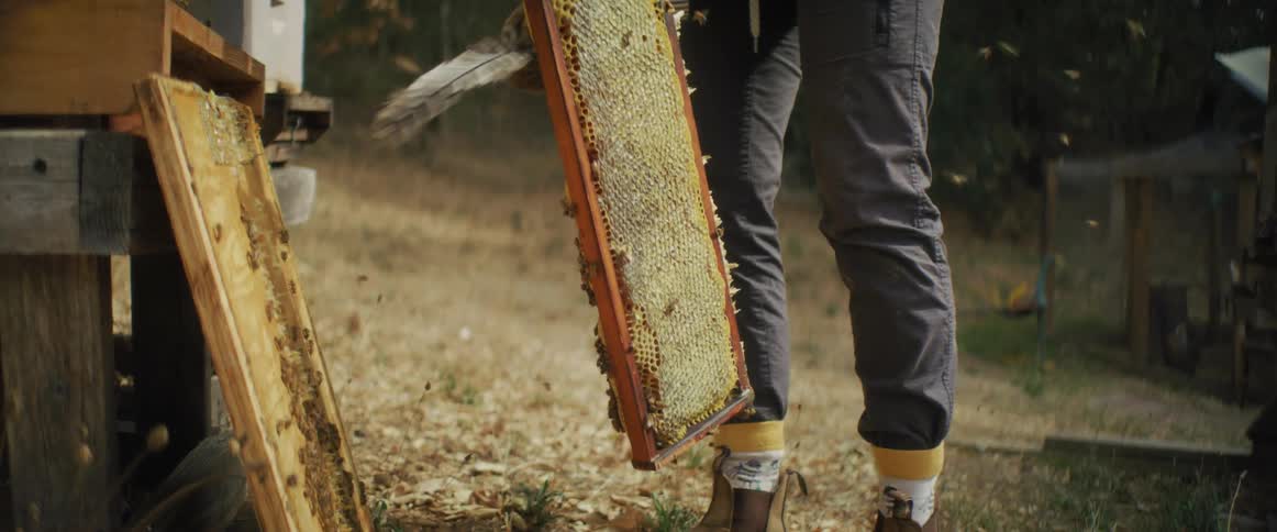 Beekeeper removes bees from honeycomb taken from hive