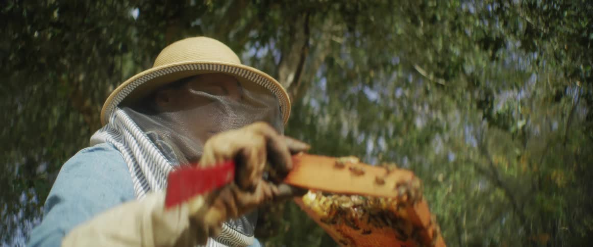 A beekeeper holding a bee slat looking at it
