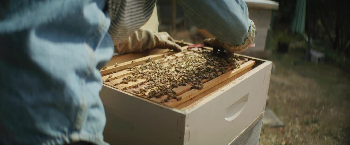 A beekeeper using a red tool to separate the wood slats