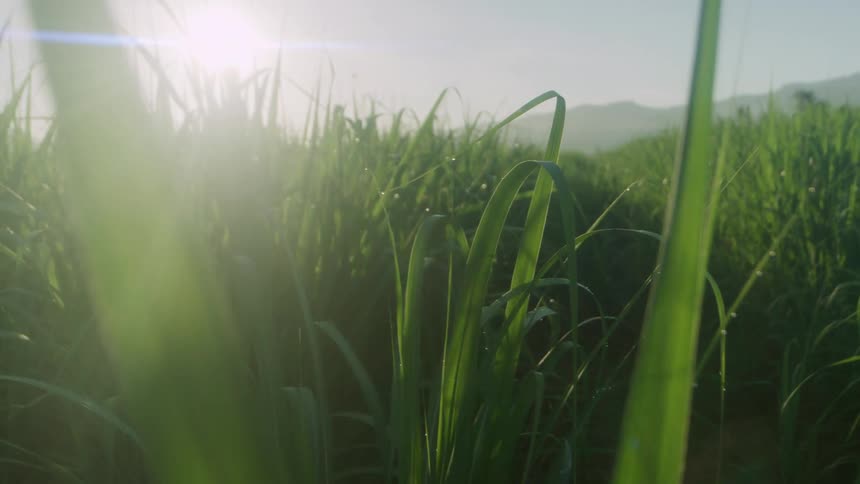 Sun shines brightly onto field of tall grasses boarding misty mountains
