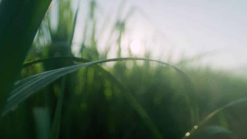 The sun shines brightly as water droplets fall from the leaves of cornstalks