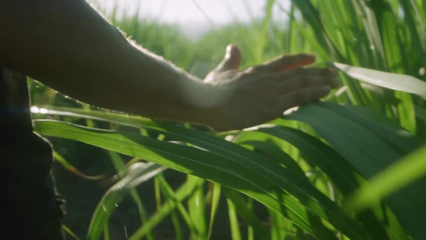 A man runs his arm through stalks of corn