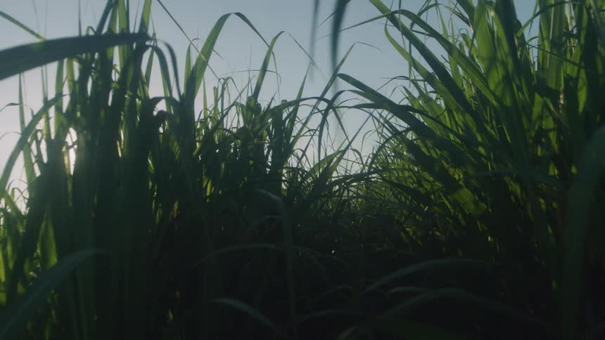Tall grass in a field on a sunny day