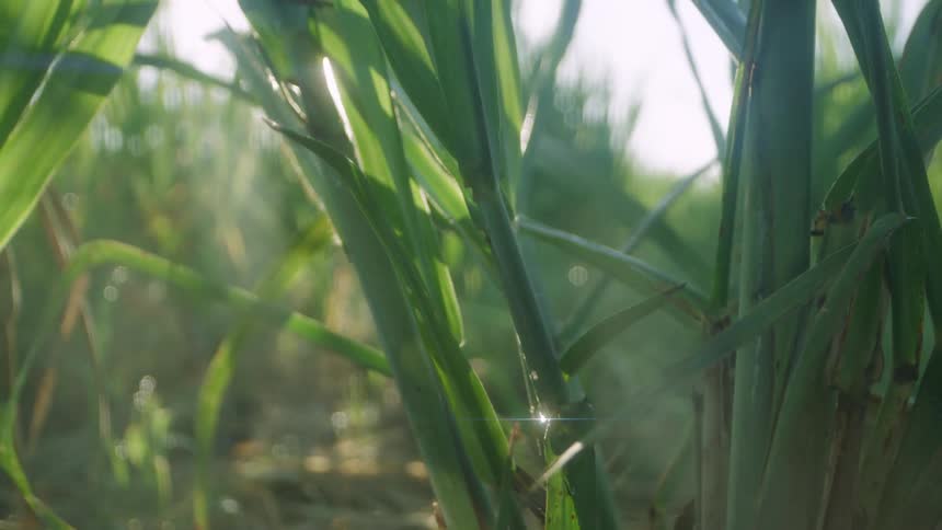 Thick stalks of grass in a field on a sunny day