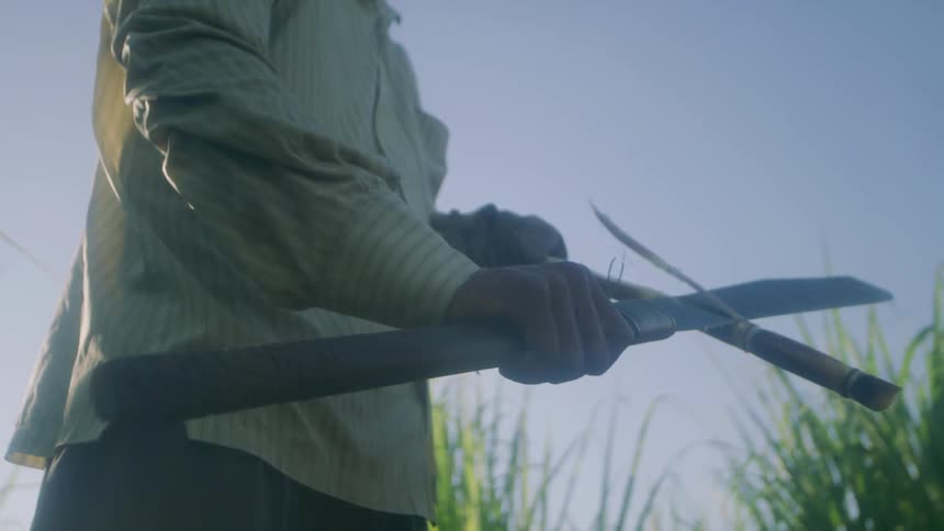 Man shaves exterior off sugarcane with a machete standing in field on a sunny day