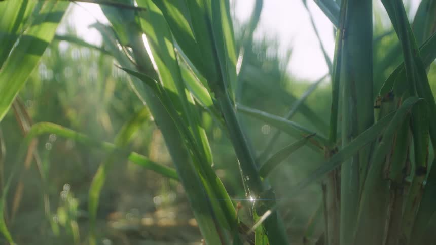 Close up of leaves on a plant