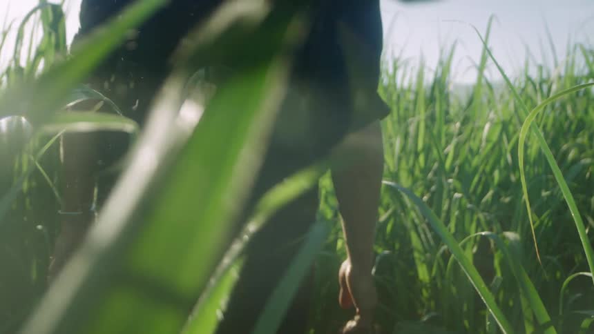 Man walks trough sugarcane field touching plant leaves