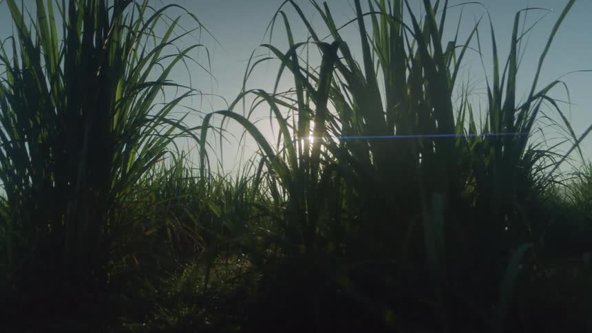 The sun shines through long green grass in grassland area