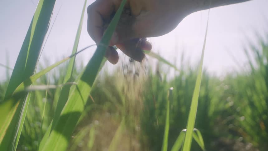 A farmer crumbles a handful of dirt down a section of crops