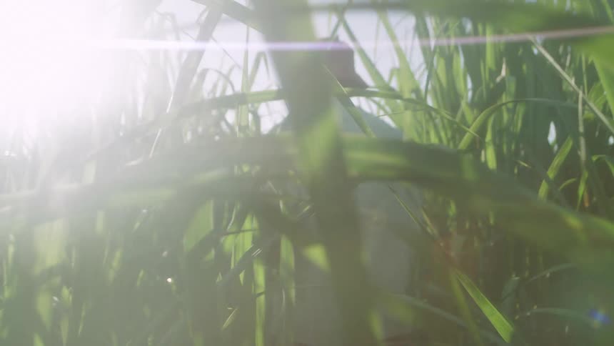A person walks through a field of extremely tall grass on a sunny day