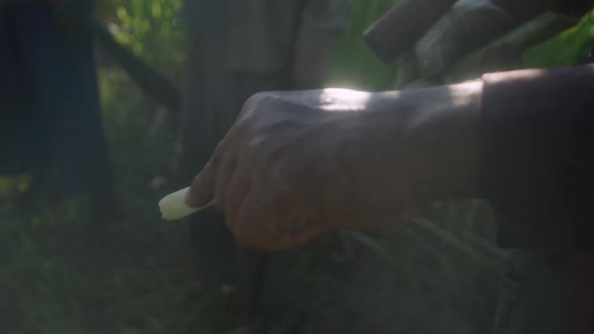 A man in a field points at sugar cane