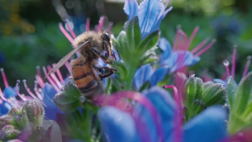 Close up of bee collecting pollen