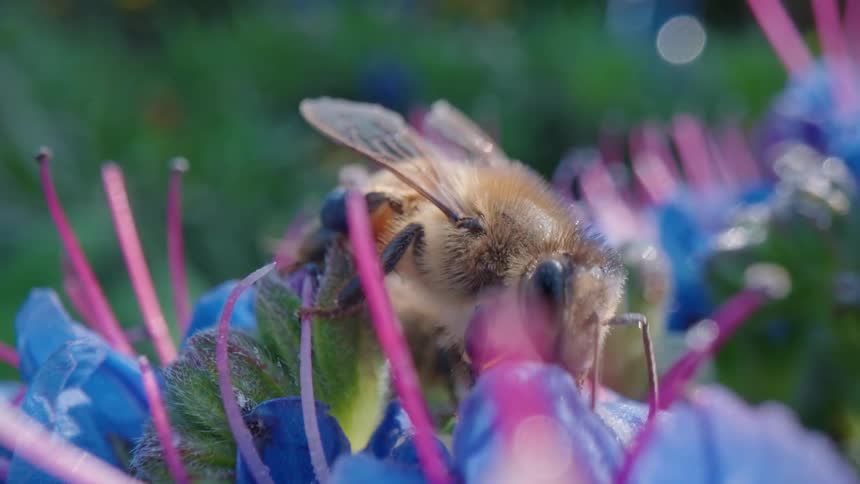 A bee collects nectar from a flower during the day