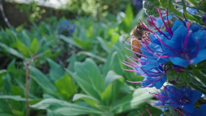 A bee flies away after collecting pollen from a blue flower