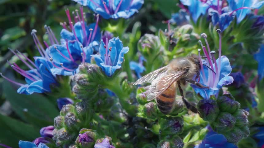 A bee collects nectar from a colorful flower in a field