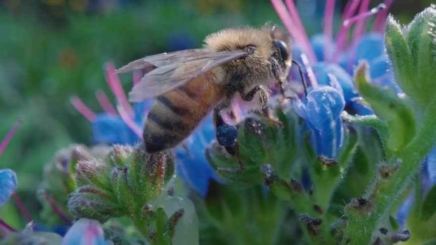 Bee collects pollen on blue flower
