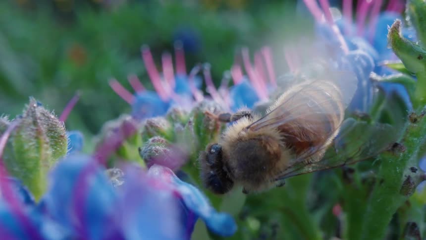 Sunlight shines on a bee crawling on flowers collecting pollen