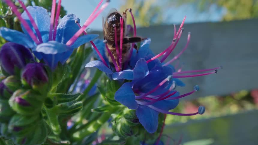 The sun shines upon a bee crawling into a flower as it collects pollen