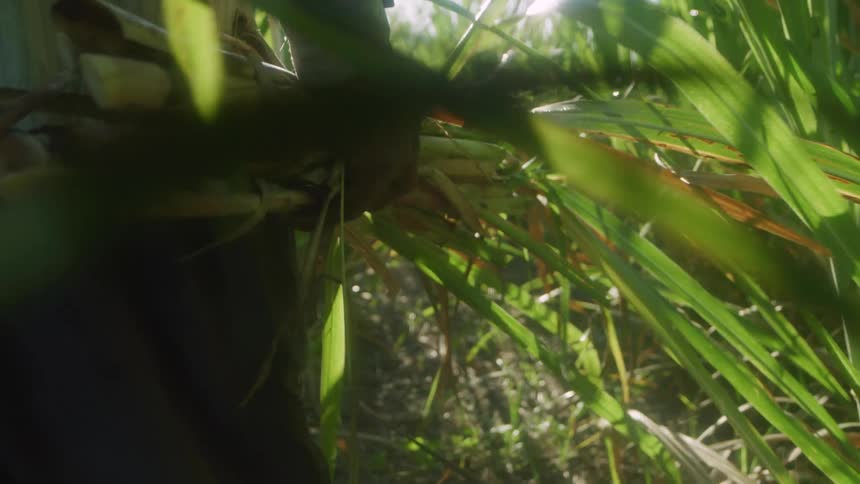 A farmer carries freshly cut sugar cane through rows of crops