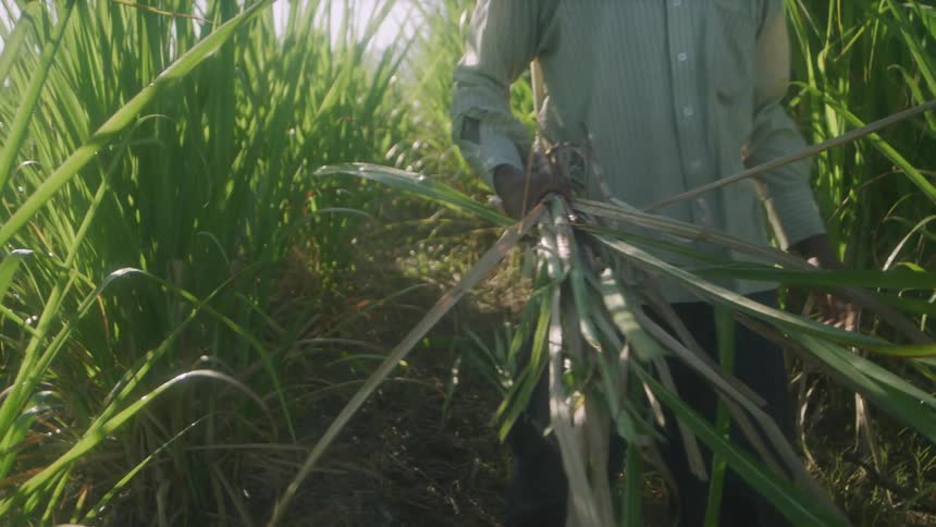 A man is walking through a farm field carrying an armfull of plants