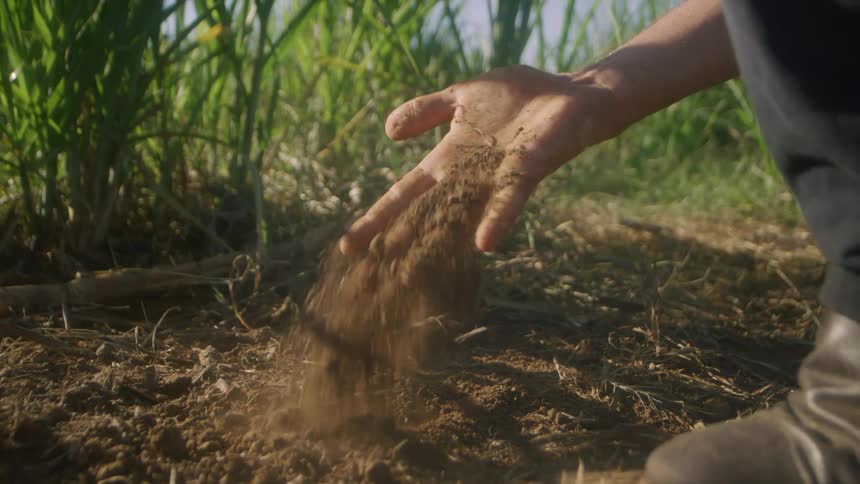 A farmer runs his hand through soil near rows of crops