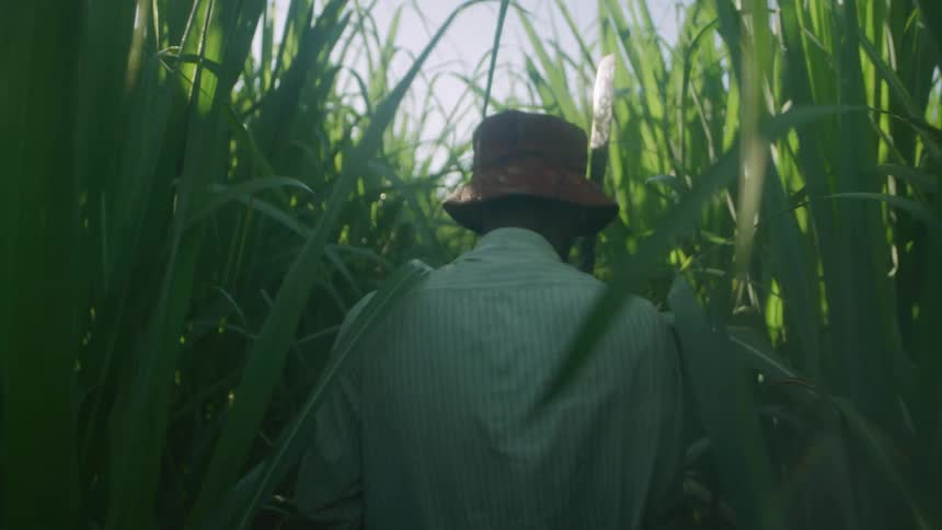 The sun shines brightly as a man wearing a hat walks through a cornfield