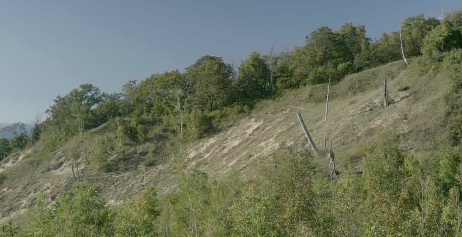 A bush blows in the breeze on a hillside