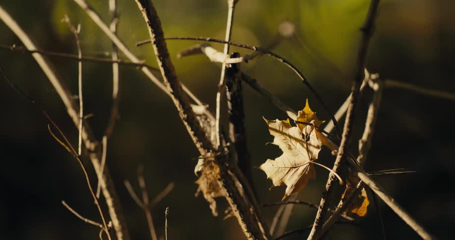 Bare branches and brown maple leaves in the forest