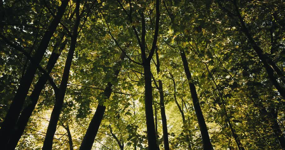Green trees and branches in a wooded area