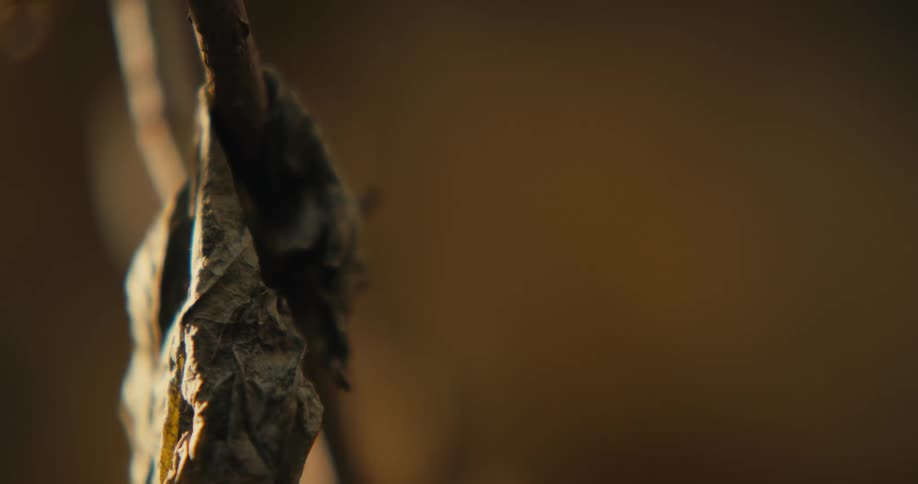 Close up of dead leaf on bare branch in the autumn woods