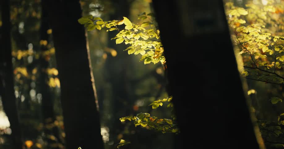 Close up of trees in a forest