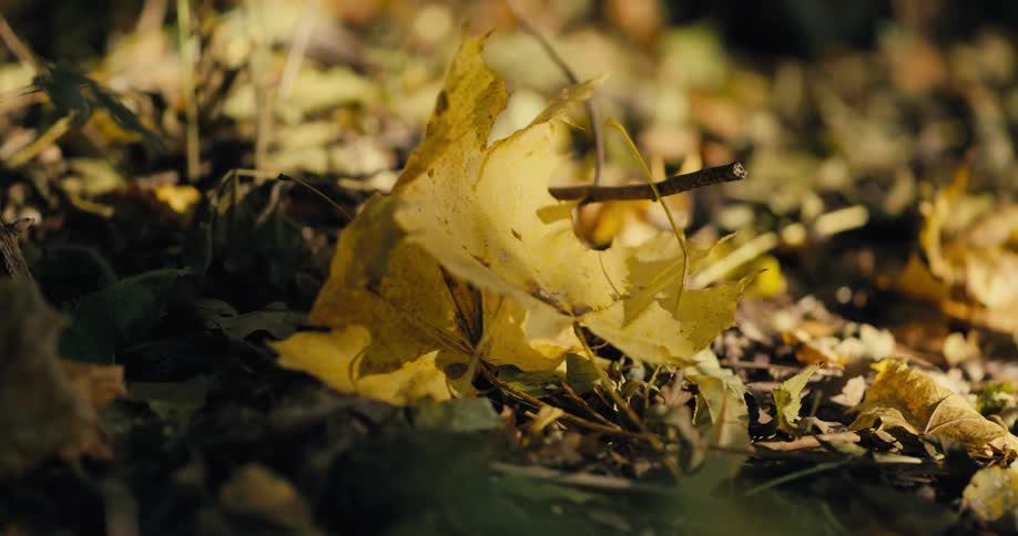 Brown maple leaves on the ground in the autumn forest