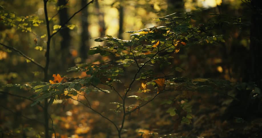 The leaves in the forest are turning
