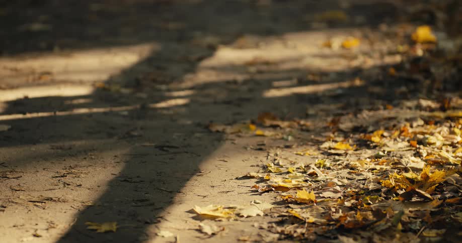 Fall leaves are partially covering the dirt on the ground
