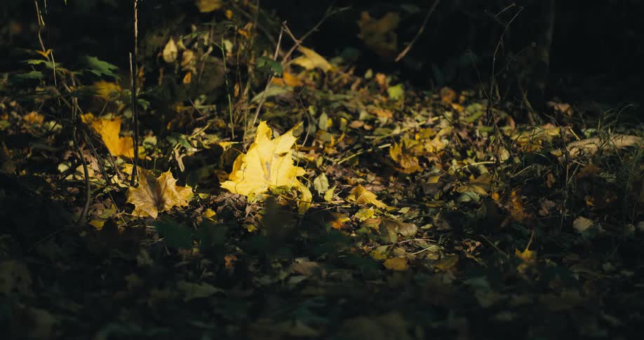 Leaves have fallen on the ground in a forest