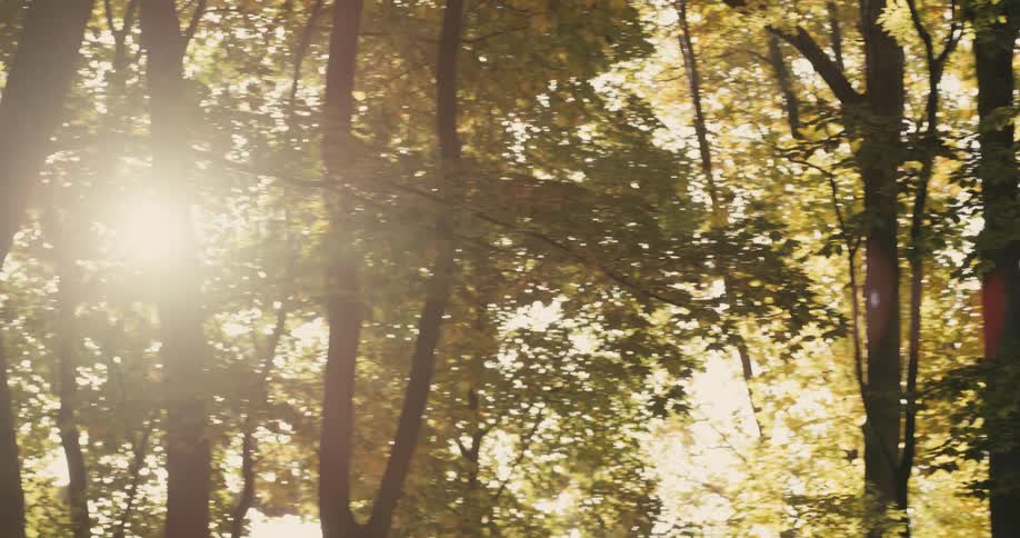 The sun shines brightly through trees in a forest with leaves in golden fall colors