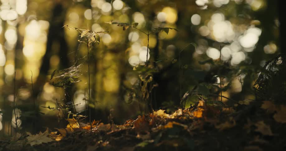 Spiderwebs stretch across plant sprouts that are growing in the woods and the sun is shining through trees in the distance