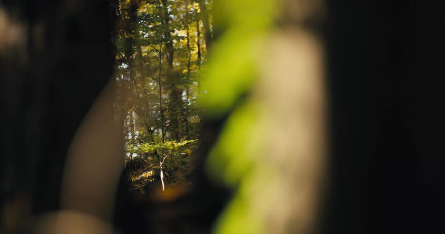 Sunlight shining on trees and bushes in a forest