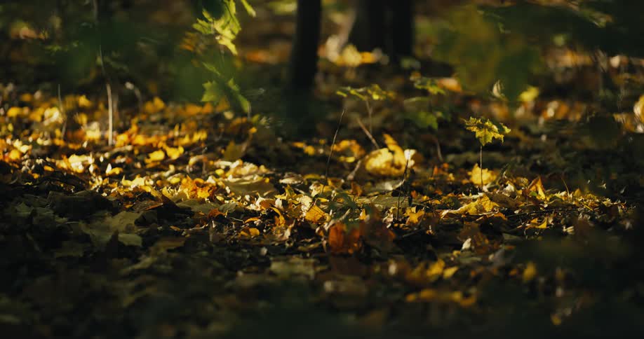 Sunlight is shining through trees and onto fall leaves that are covering the ground