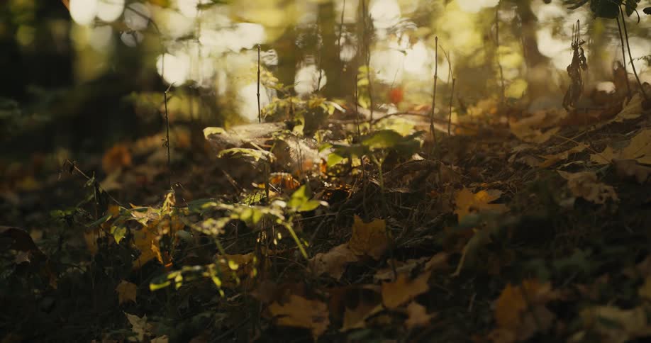 Fallen leaves on the ground in the woods