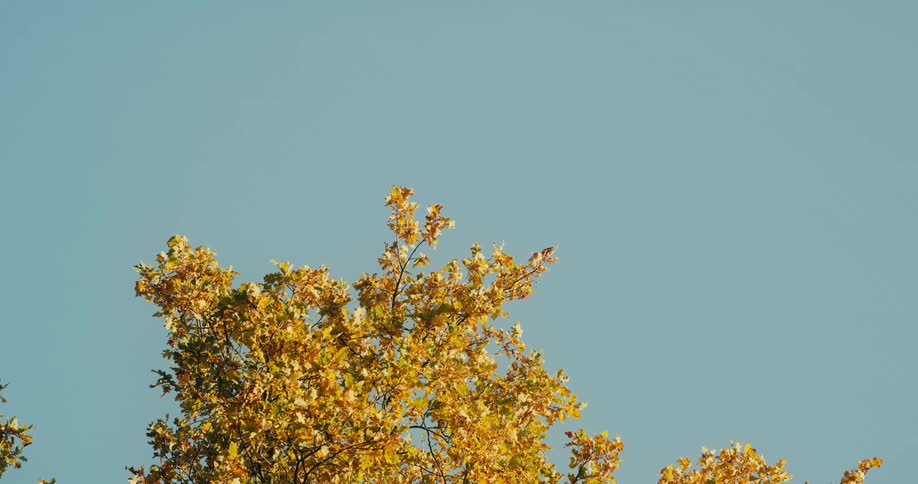 Yellow tree leaves against a blue sky