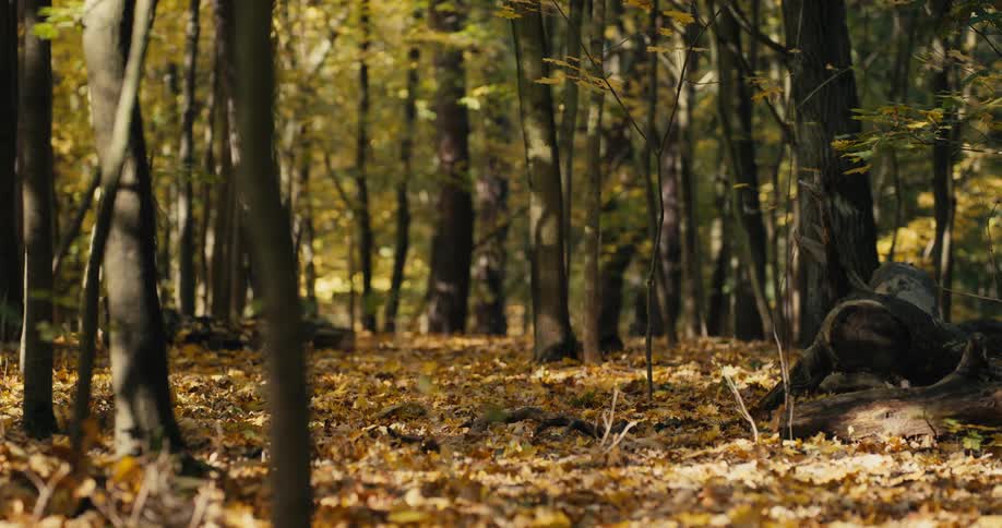 Leaves on the forest floor near a fallen tree in the woods