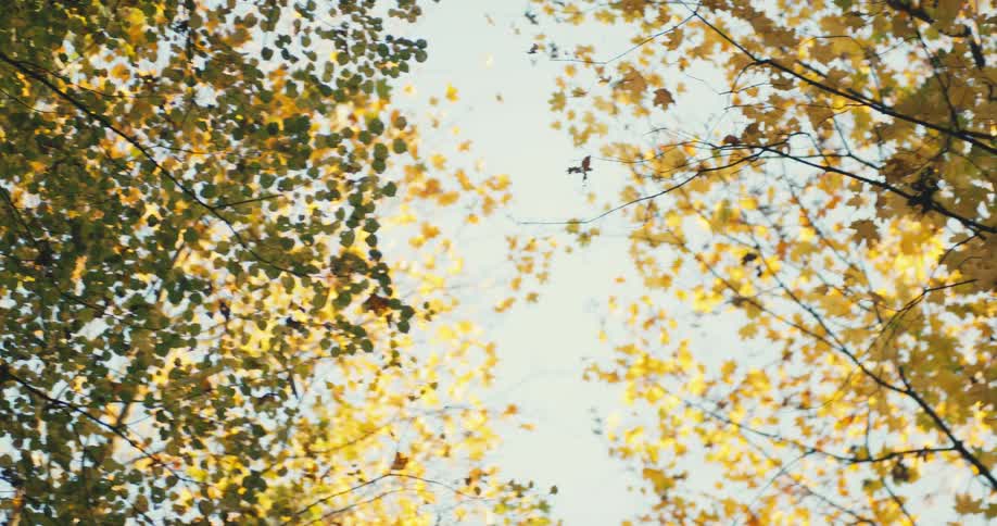 The leaves are yellow on the trees
